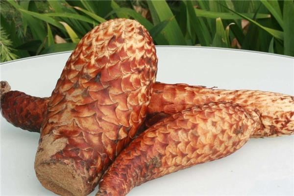 肉苁蓉可以长期服用吗 用量要控制 肉苁蓉可以长期服用吗 用量要控制