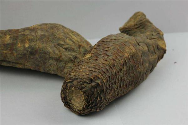 肉苁蓉可以长期服用吗 用量要控制 肉苁蓉可以长期服用吗 用量要控制