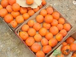 柿子可以放冰箱吗?柿子要放冰箱冷藏吗?