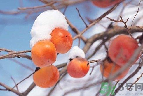 柿子可以放冰箱吗?柿子要放冰箱冷藏吗?