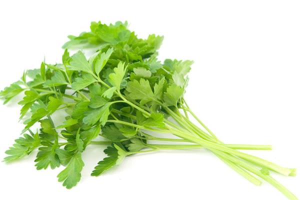 香菜怎么保存新鲜不烂 香菜放冰箱还是放外面 香菜怎么保存新鲜不烂 香菜放冰箱还是放外面