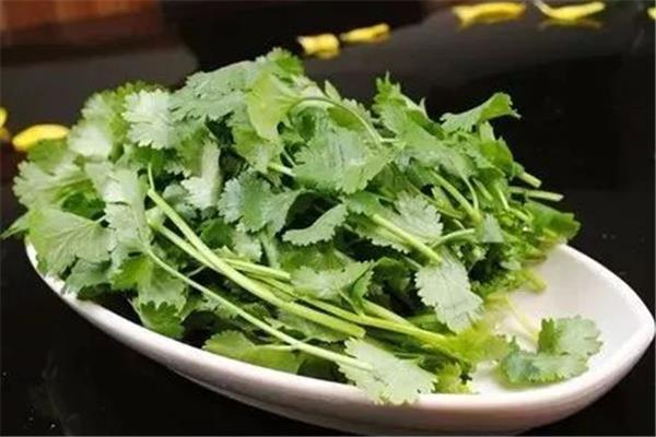 香菜怎么保存新鲜不烂 香菜放冰箱还是放外面 香菜怎么保存新鲜不烂 香菜放冰箱还是放外面