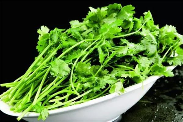 香菜怎么保存新鲜不烂 香菜放冰箱还是放外面 香菜怎么保存新鲜不烂 香菜放冰箱还是放外面