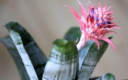 家庭养花:适合家庭养的耐阴植物总有一款适合你