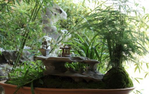 家庭养花:适合家庭养的耐阴植物总有一款适合你