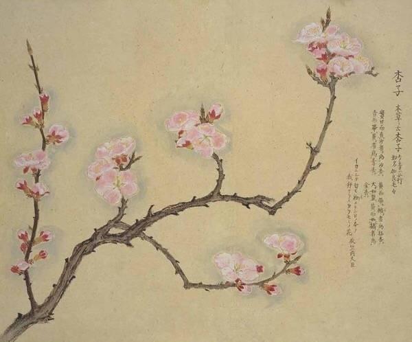 生活关于杏花的诗句大全（十首描写杏花诗词皆有名句）  4