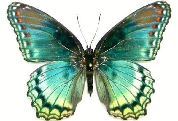 探秘蝴蝶是由什么变出来的 3