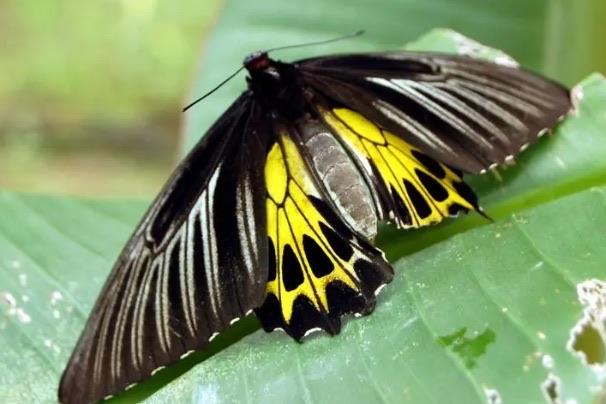 探秘蝴蝶是由什么变出来的 1