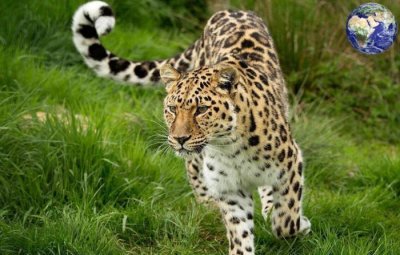 ​世上体型最大、力量最强的豹, 敢跟老虎掰掰手腕, 战斗力极强