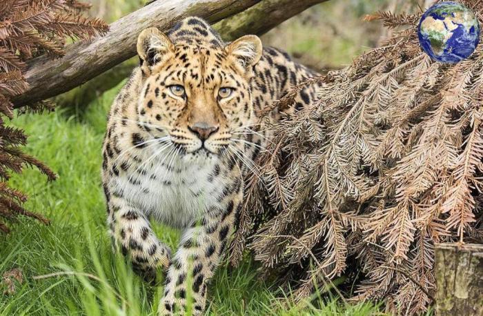 世上体型最大、力量最强的豹, 敢跟老虎掰掰手腕, 战斗力极强