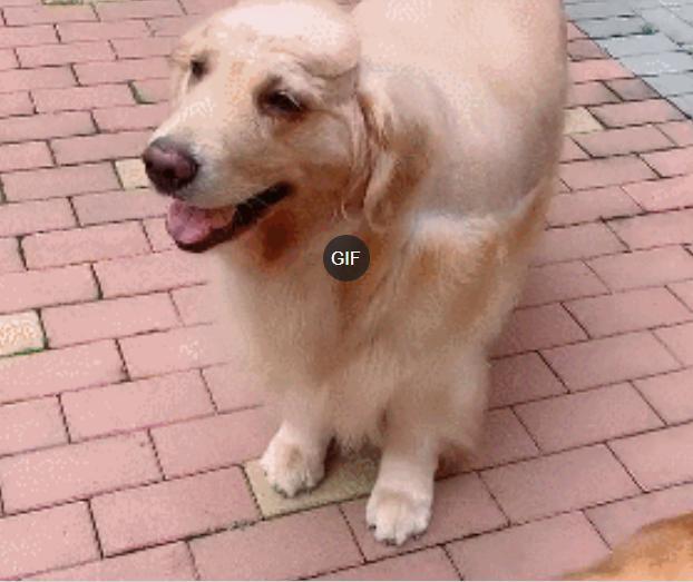 金毛修剪新发型,整整齐齐,没啥毛病,一看狗头不淡定了