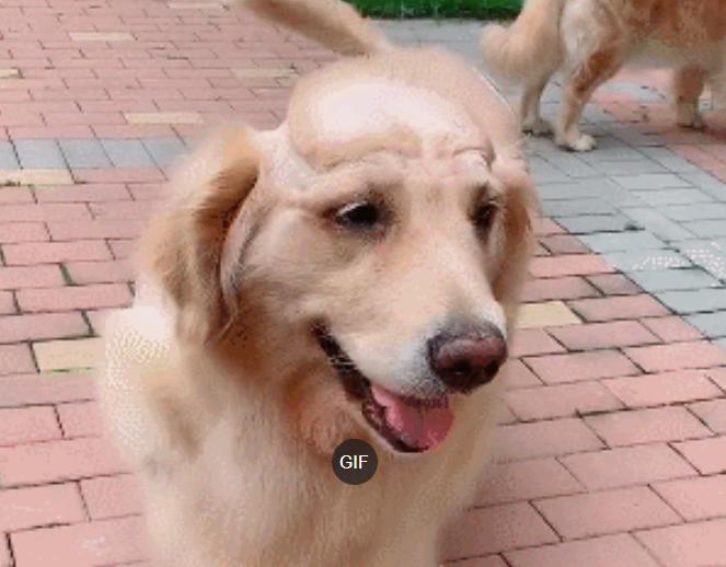 金毛修剪新发型,整整齐齐,没啥毛病,一看狗头不淡定了