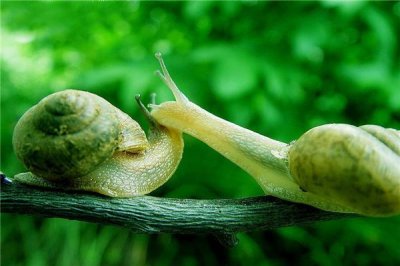 ​世界上牙齿最多的动物，蜗牛的牙齿超过2万颗