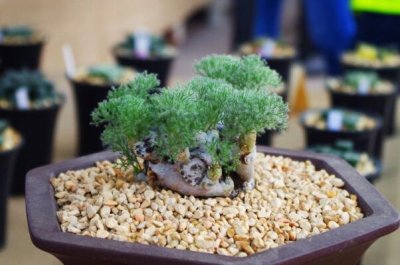 ​世界上最珍贵的花：水晶兰花榜上有名，白皮月界十分稀少