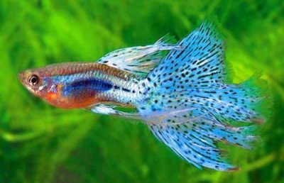 ​哪些热带鱼好养？盘点十大最好养的热带鱼