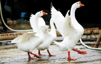 ​世界上最凶猛的家禽，家鹅十分好斗