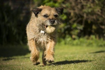 ​最容易训练的六大犬种，蝴蝶犬位列榜单第三