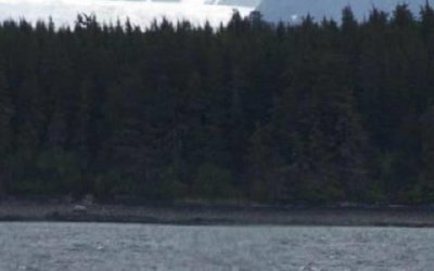 ​全球十大最佳观鲸地，阿拉斯加州朱诺排第一位