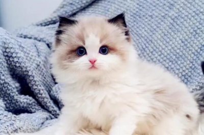 ​世界上颜值最高的十种猫，有你喜欢的猫吗？