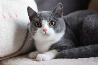 ​世界十大萌宠：英国短毛猫和萨摩耶双双榜上有名