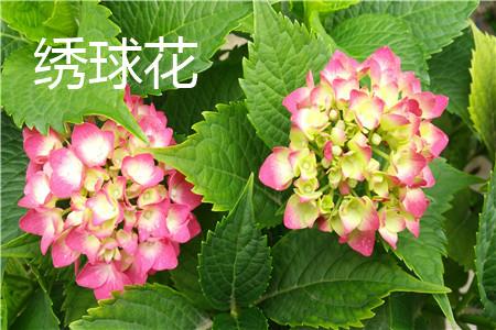绣球花 绣球花
