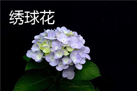 绣球花 绣球花
