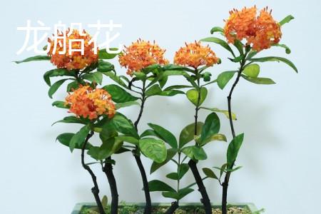 龙船花 龙船花