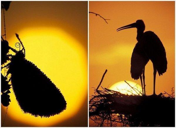 超级震撼!15张美轮美奂的动物剪影!让人赞叹不已!