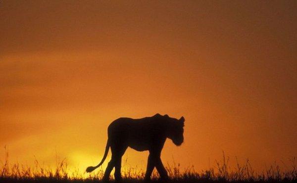 超级震撼!15张美轮美奂的动物剪影!让人赞叹不已!
