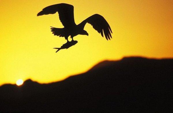 超级震撼!15张美轮美奂的动物剪影!让人赞叹不已!