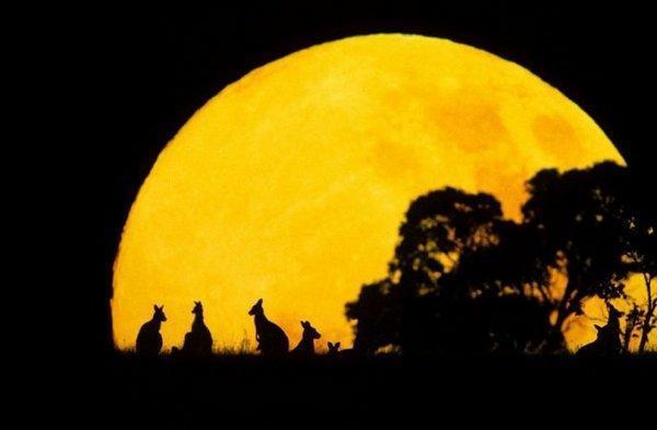 超级震撼!15张美轮美奂的动物剪影!让人赞叹不已!