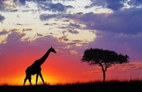 超级震撼!15张美轮美奂的动物剪影!让人赞叹不已!