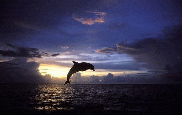 超级震撼!15张美轮美奂的动物剪影!让人赞叹不已!