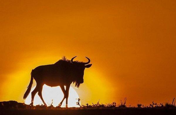 超级震撼!15张美轮美奂的动物剪影!让人赞叹不已!