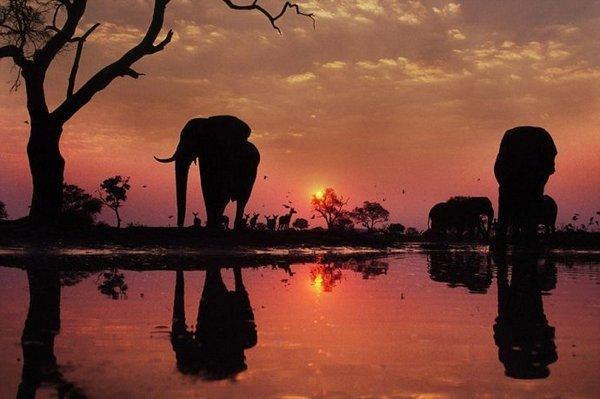 超级震撼!15张美轮美奂的动物剪影!让人赞叹不已!