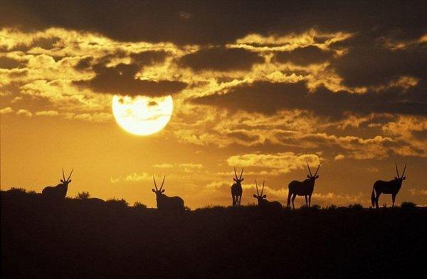 超级震撼!15张美轮美奂的动物剪影!让人赞叹不已!