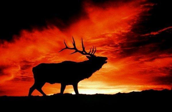 超级震撼!15张美轮美奂的动物剪影!让人赞叹不已!