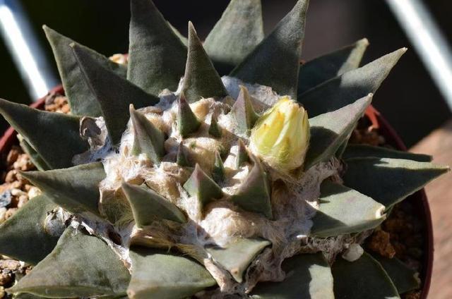 龟甲牡丹:非常昂贵的多肉植物,你见过或者养过吗?