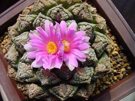 龟甲牡丹:非常昂贵的多肉植物,你见过或者养过吗?