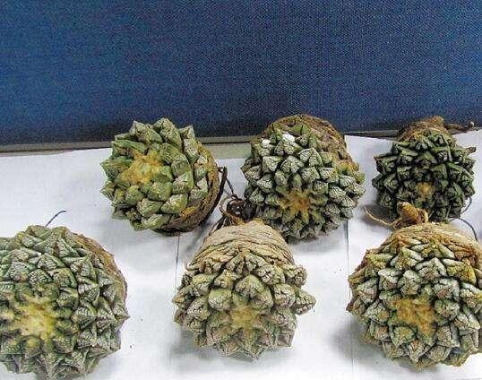 龟甲牡丹:非常昂贵的多肉植物,你见过或者养过吗?