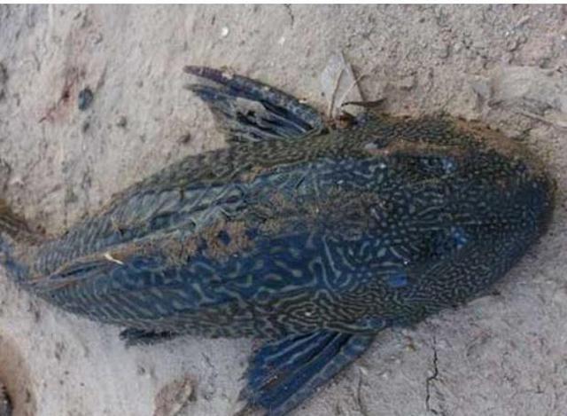 继小龙虾之后,又一外来物种登场,肉质鲜美,繁殖力很强大