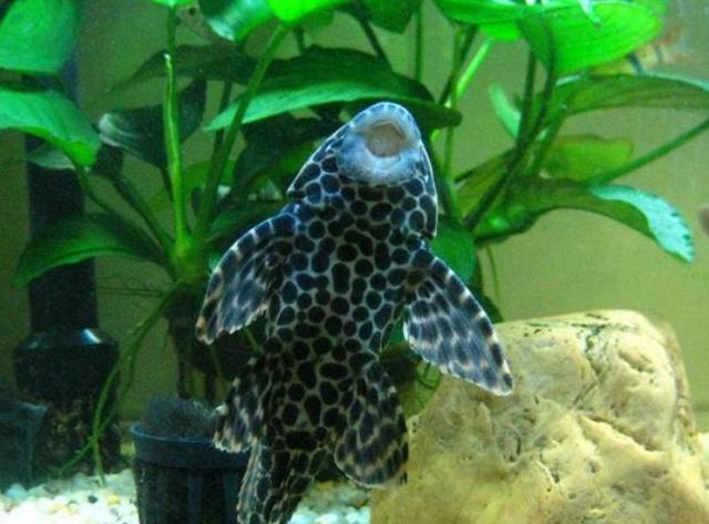 继小龙虾之后,又一外来物种登场,肉质鲜美,繁殖力很强大