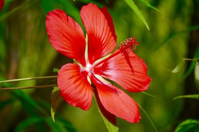 ​大而艳丽的花【箭叶秋葵】