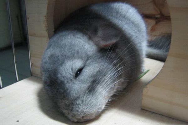 如果没有足够的耐心和经验，建议你们千万别养龙猫！