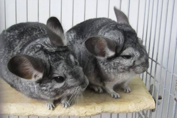 如果没有足够的耐心和经验，建议你们千万别养龙猫！