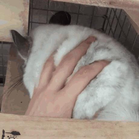 如果没有足够的耐心和经验，建议你们千万别养龙猫！