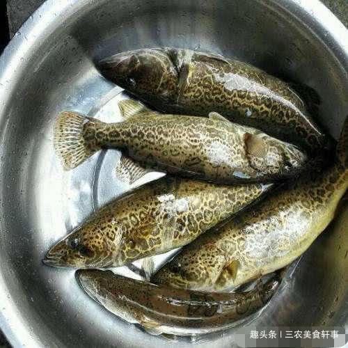 毒性很强人称海蝎子,值得看一看