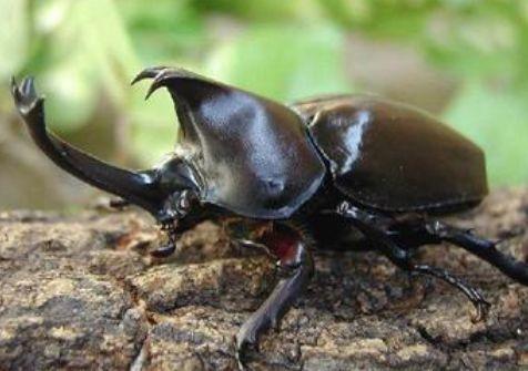 南方特有的一种虫子，可当宠物可入药，如今很稀有，药用价值高