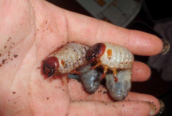 南方特有的一种虫子，可当宠物可入药，如今很稀有，药用价值高