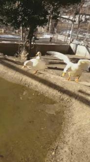 大王爆笑gif趣图：马化腾坐公交车刷的是Q币么